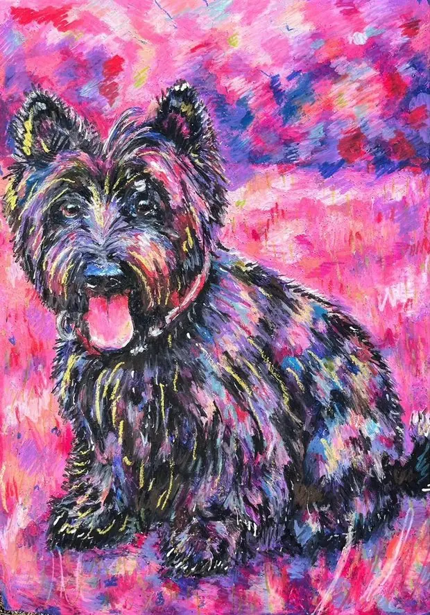 Pet portrait of a Scottish terrier with a brindle coat, tongue out, on pink.