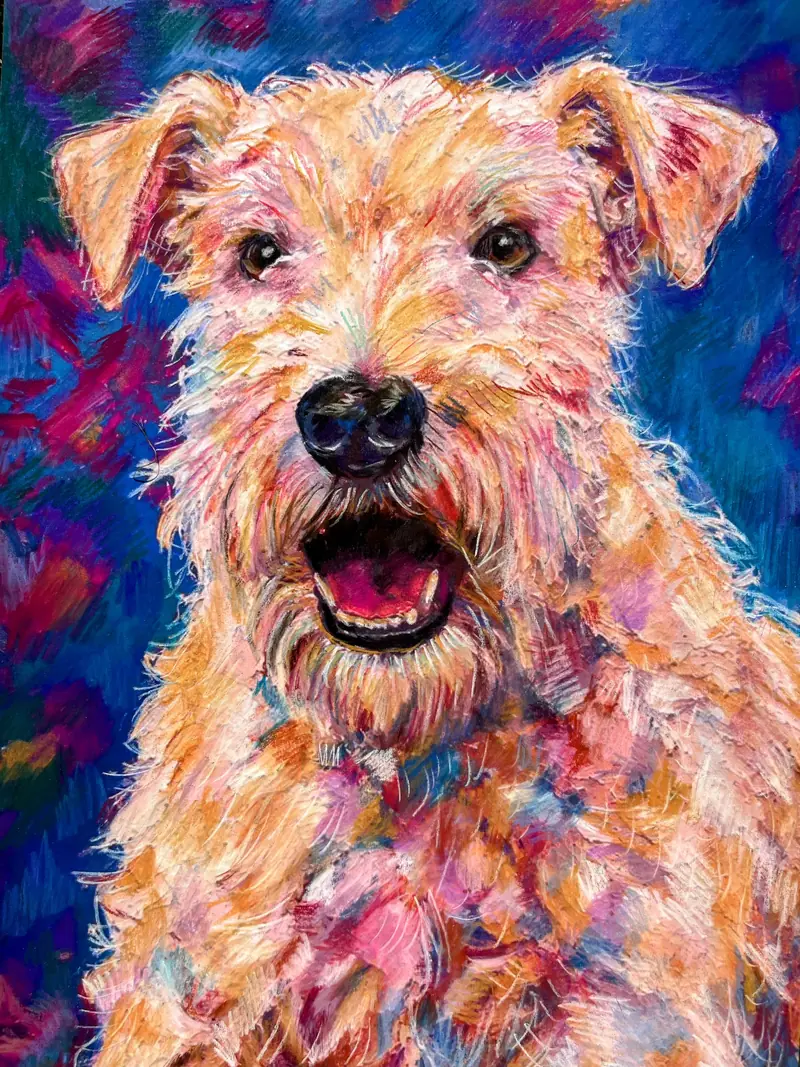 Pet portrait of an apricot terrier with an open mouth on deep blue.