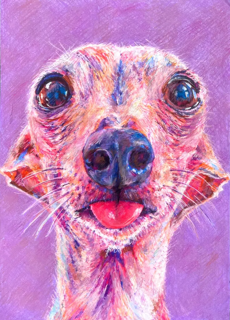 Pet portrait of a whippet face on violet, wide eyes and a pink tongue.