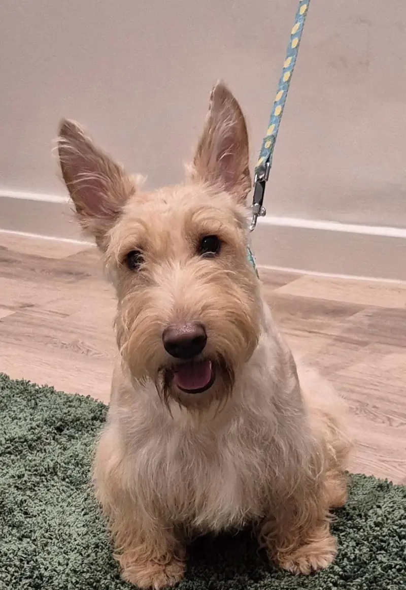 Owner’s photograph of a wheaten Scottish terrier on a lead.