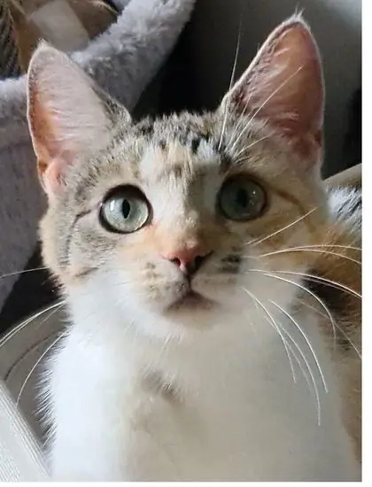 Owner’s photograph of a tabby and white cat.