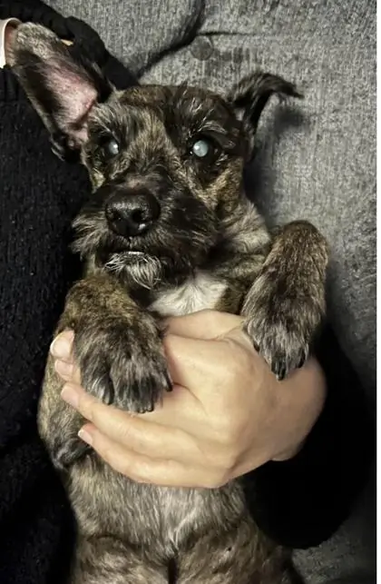Owner’s photograph of a brindle puppy held in someone’s arms.